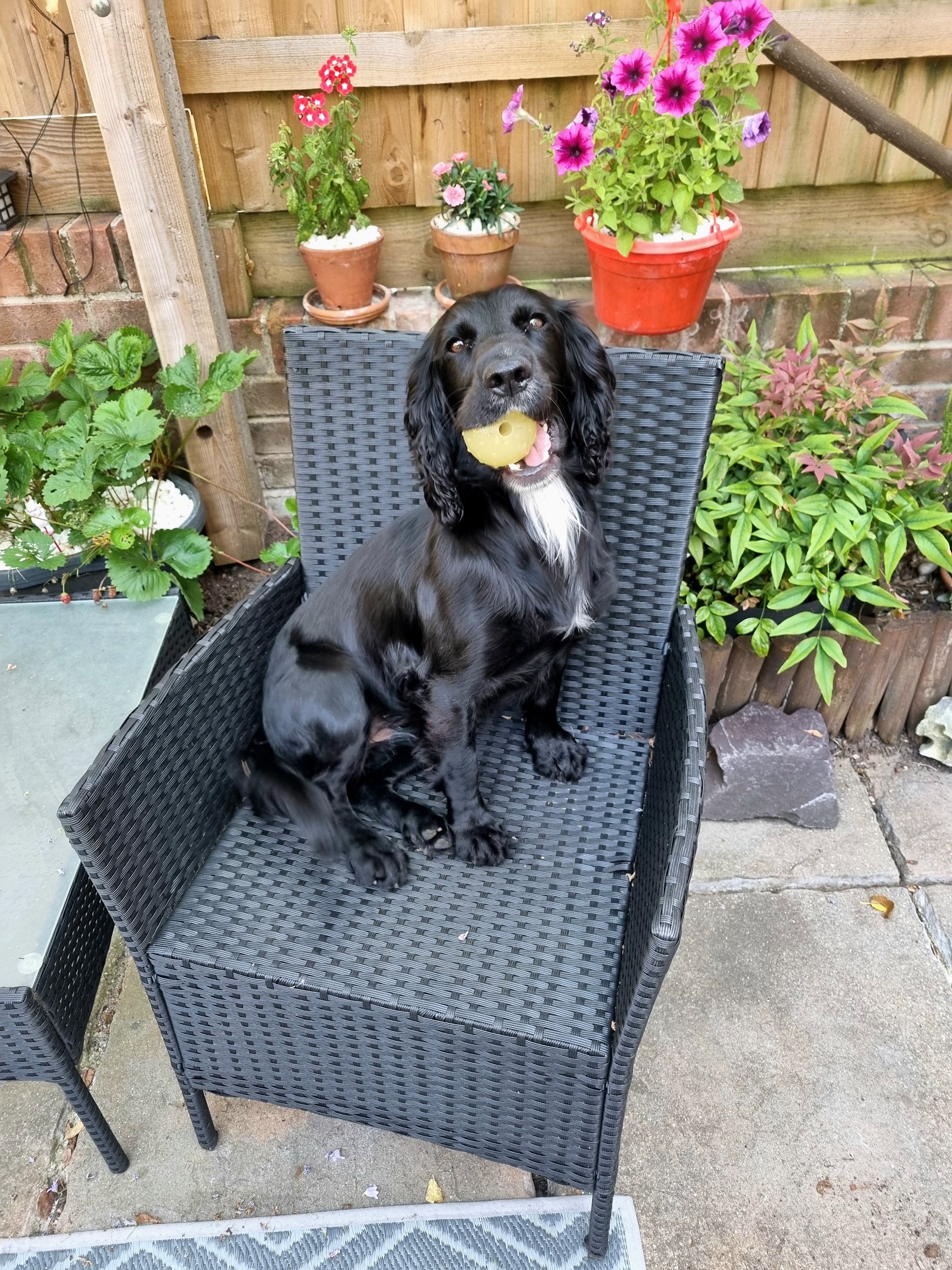 Black spaniel on a patio chair holding a ball
