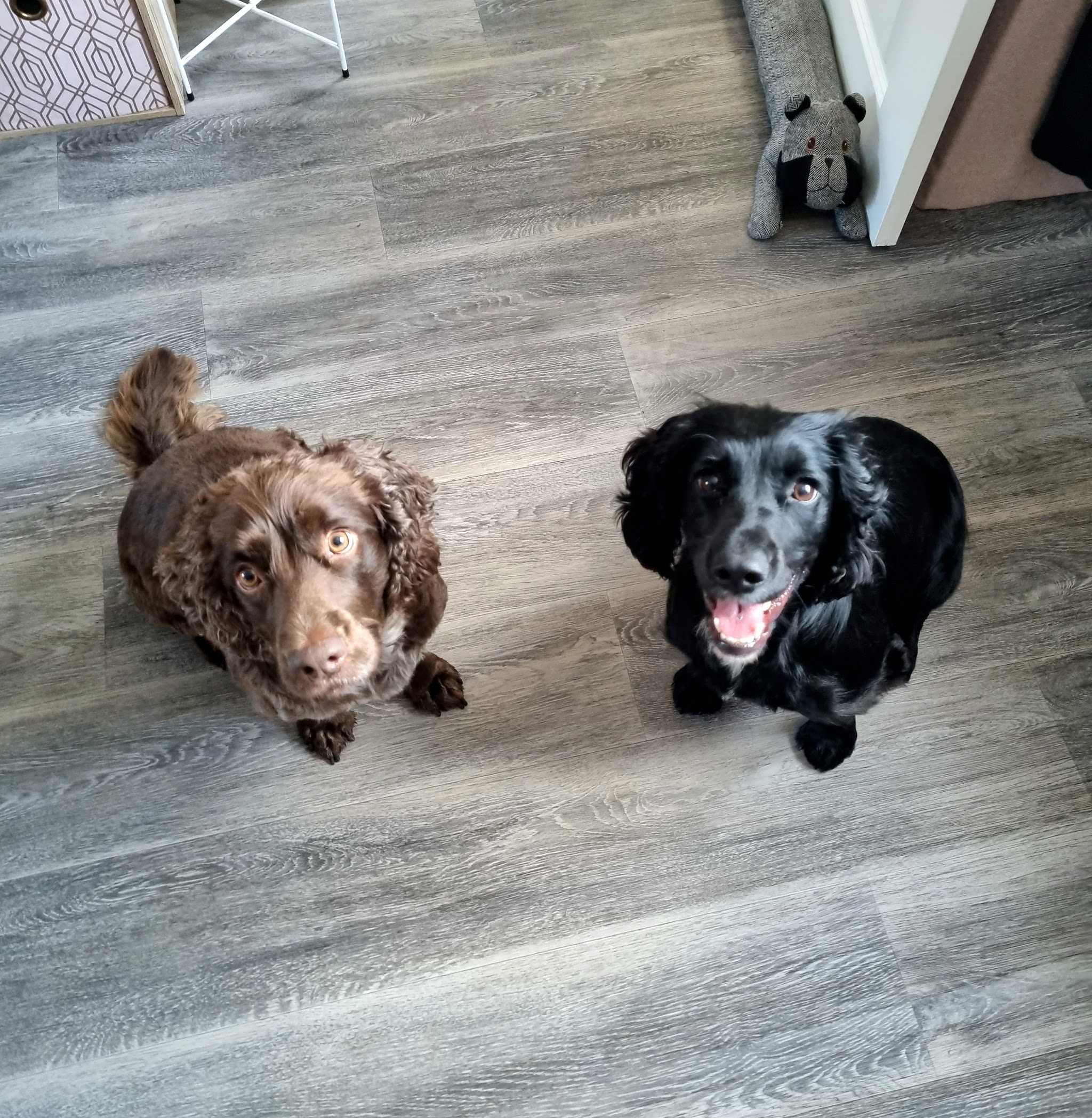 Brown and black spaniels sitting on a grey floor, looking up