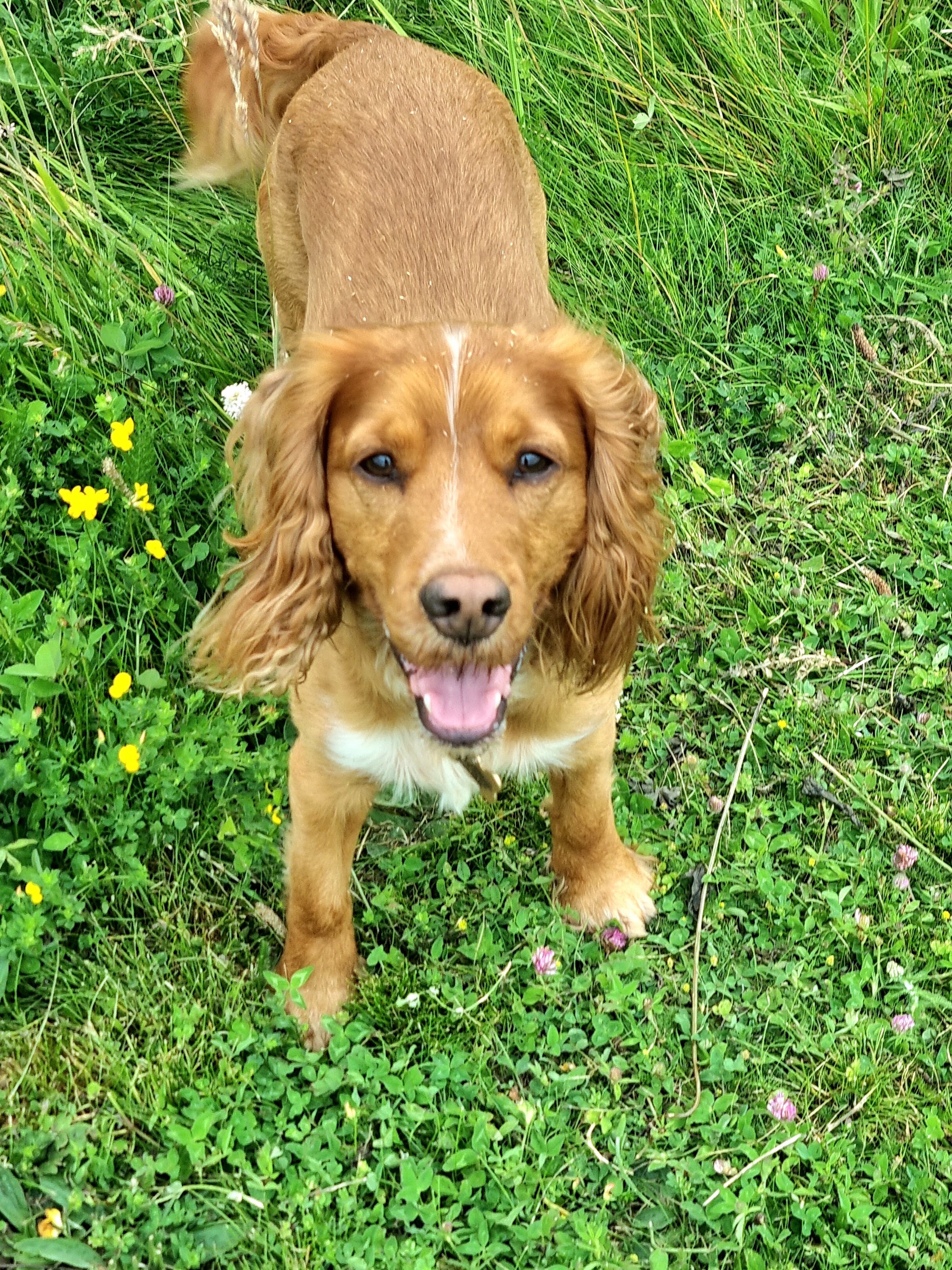 Golden cocker spaniel in long grass looking up, mid-walk