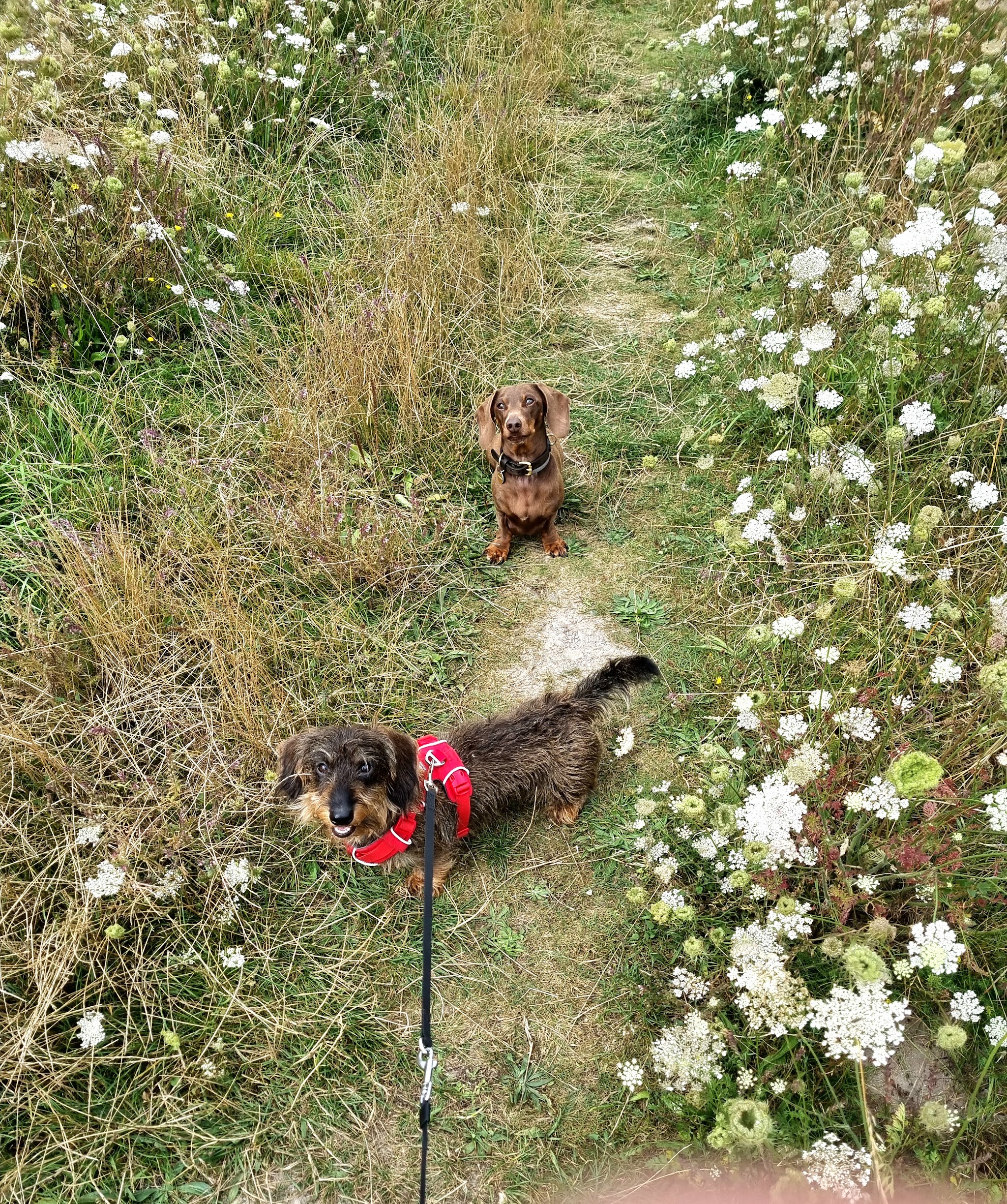Two dachshunds on a lead along a wildflower path