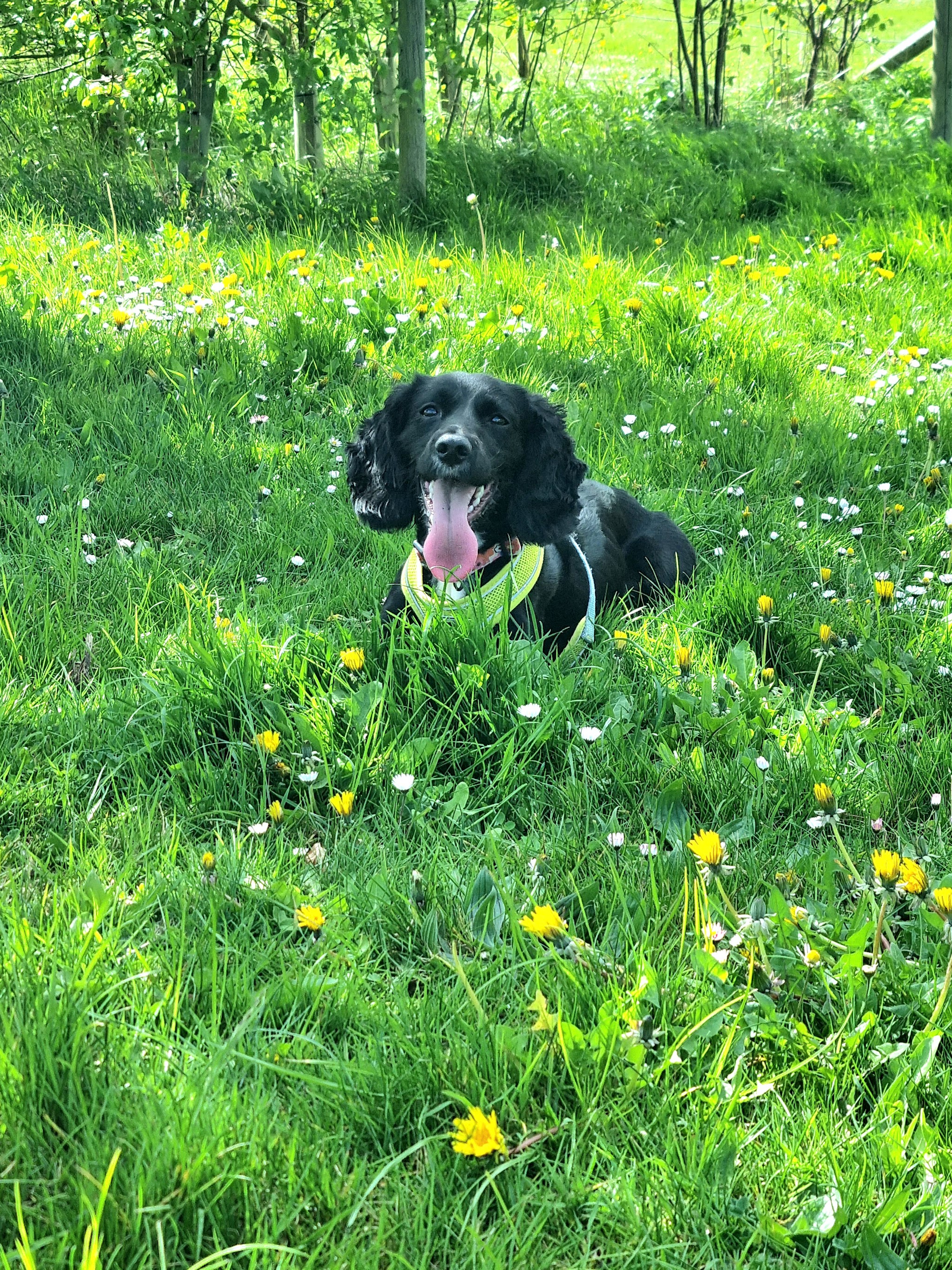 Black spaniel lying in a buttercup meadow