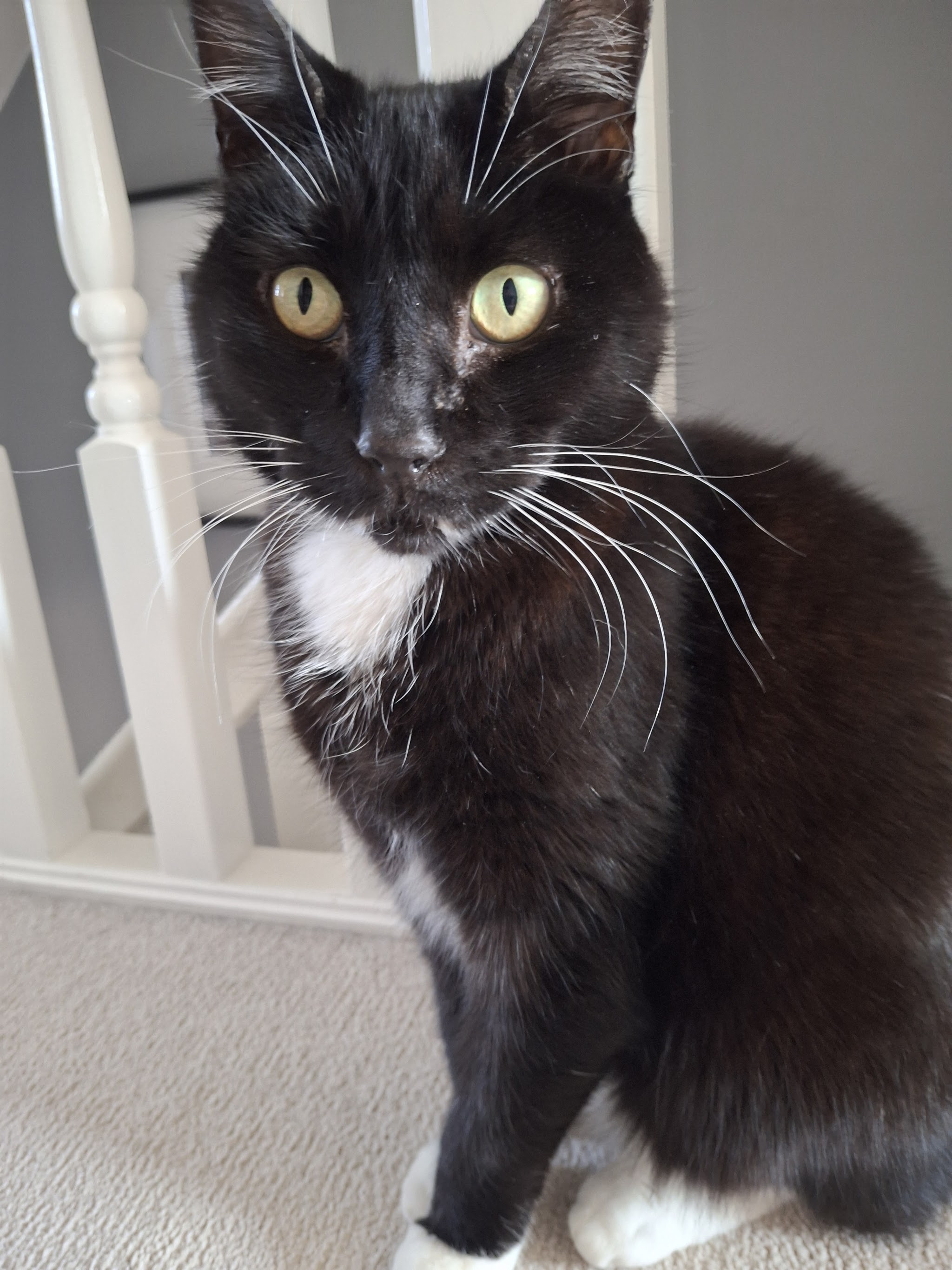 Black and white cat sitting on a landing