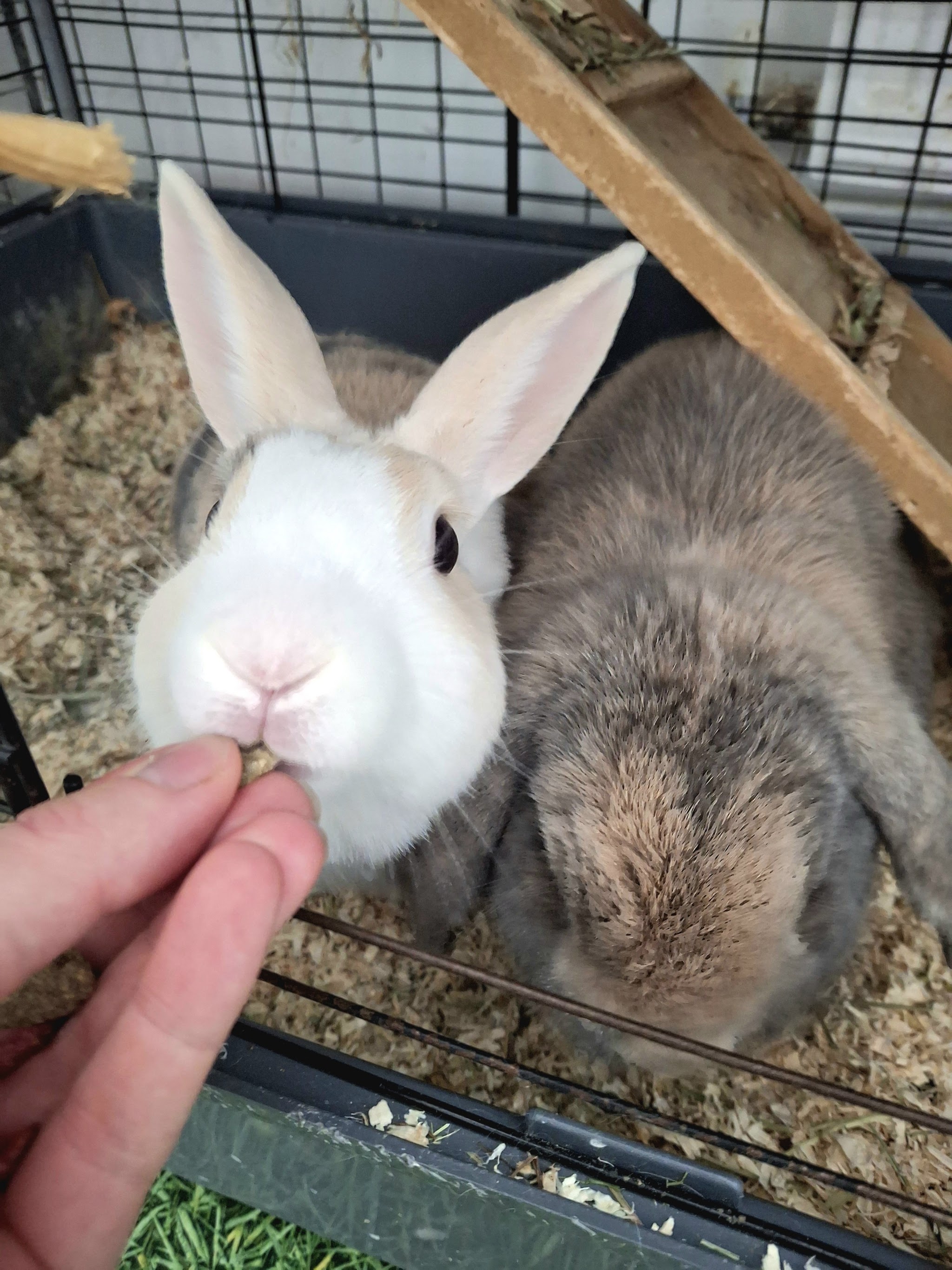Two rabbits in a hutch, one taking a treat from a hand