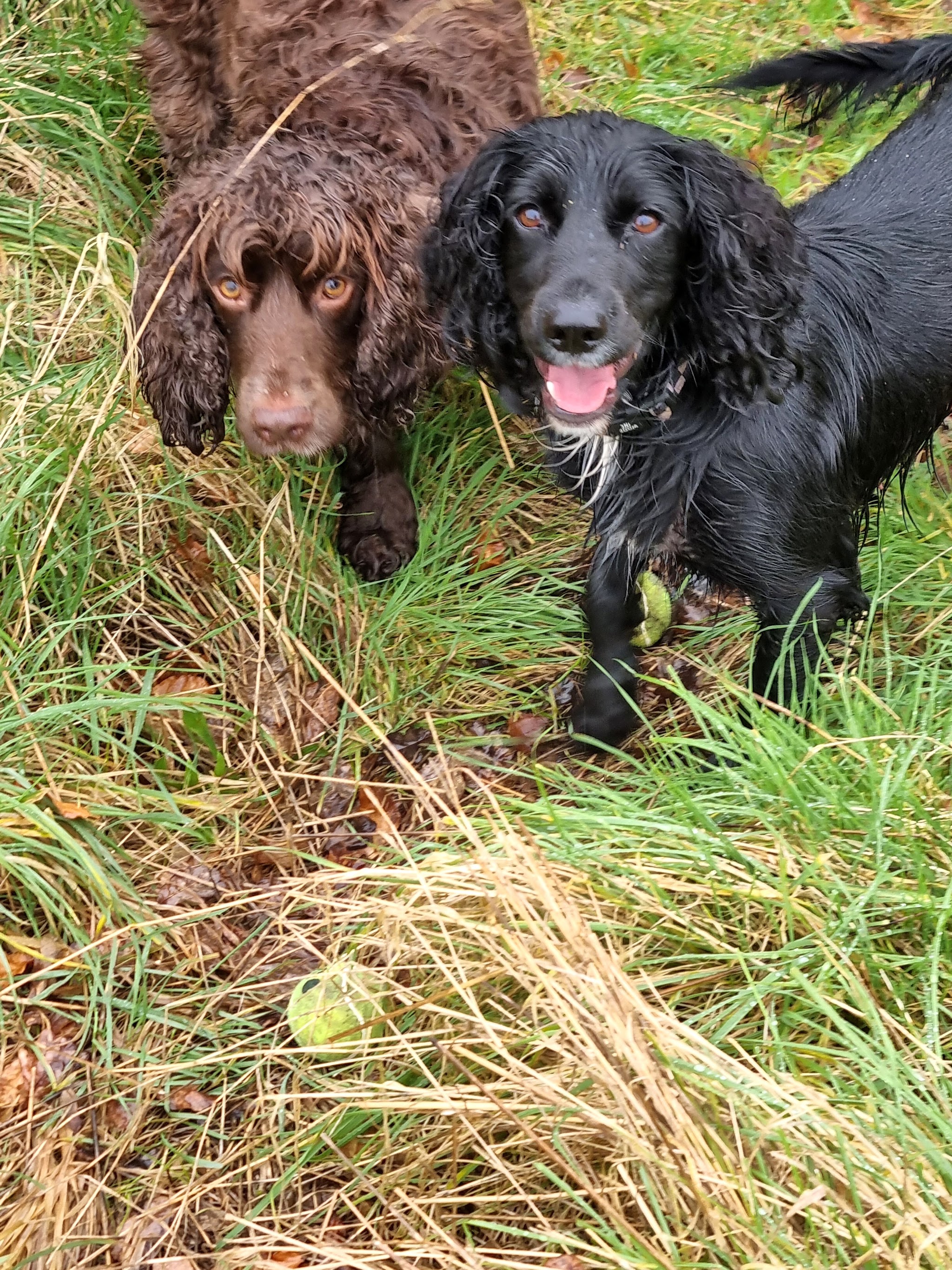 Brown and black spaniels together in long grass