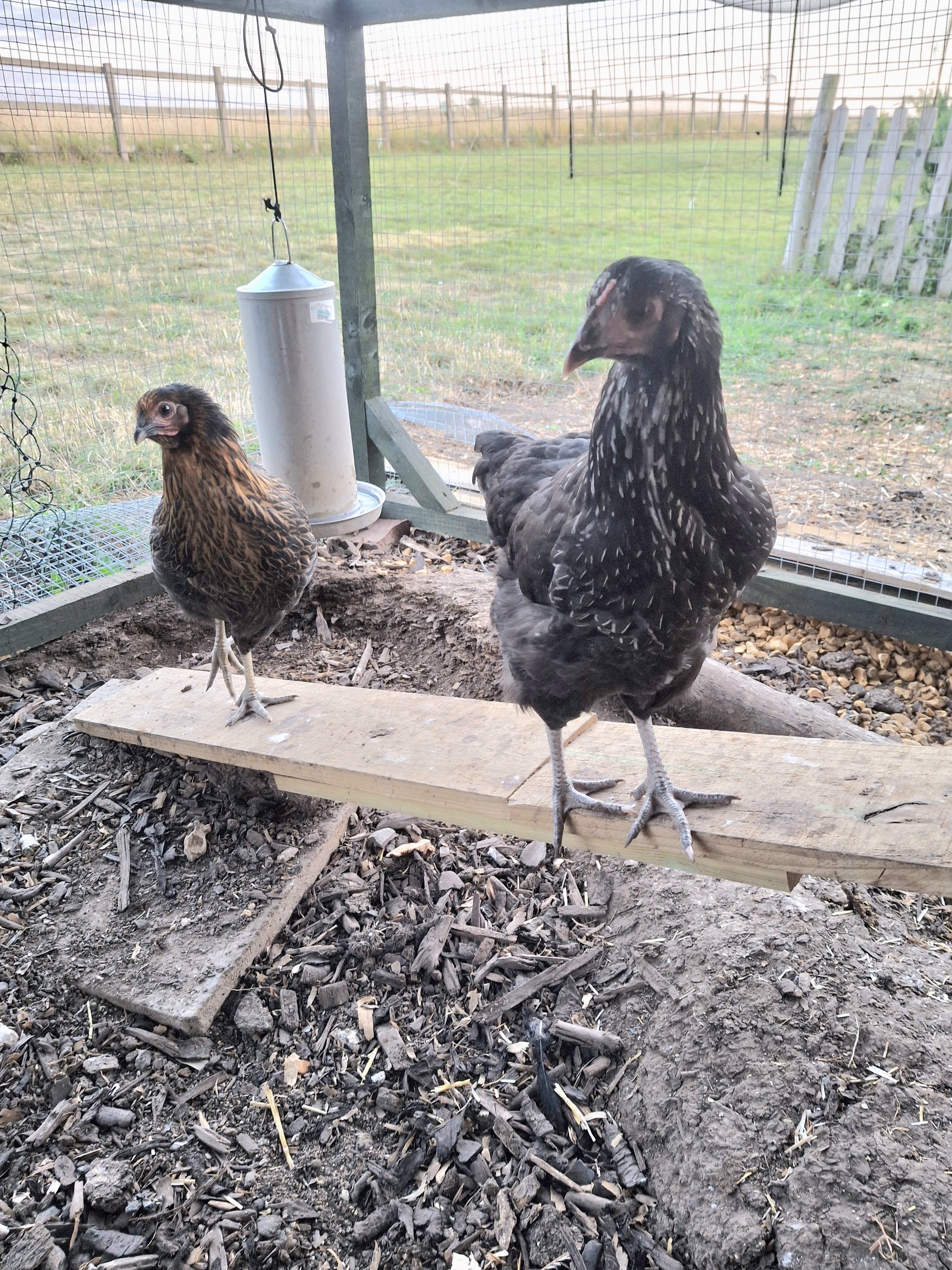Two hens in their run